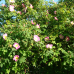 Wildrosenblüte im Labenzer Rosenpark 1
