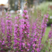 Kraichgauer Gartenbörse 6