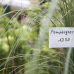 Gartenträume Magdeburg 6
