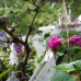 Kraichgauer Gartenbörse 3