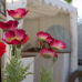 DIGa - Die Gartenmesse Bruchsal 7