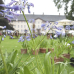 Das Gartenfest Corvey 3