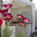 DIGa - Die Gartenmesse Bruchsal 4