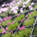 Garten- und Pflanzenmarkt Frühlingserwachen 5