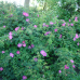 Wildrosenblüte im Labenzer Rosenpark 4