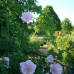 Wildrosenblüte im Labenzer Rosenpark 6