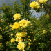 Wildrosenblüte im Labenzer Rosenpark 8