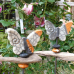 Abgesagt - Odenwald Country Fair 6