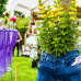 Petite Fleur - der besondere Gartenmarkt Hockenheim 2015 3