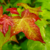 Herbstfestival Schloss Rheydt 8