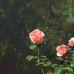 Tölzer Rosen- und Gartentage 7