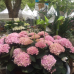 Garten & Ambiente Nordenham 2017 3