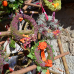 Faszination Garten auf Schloss Weingartsgreuth 7