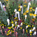 Kunst (im) Garten und Gesundheit Sindelfingen 1