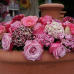 Krefelder Gartenwelt 1