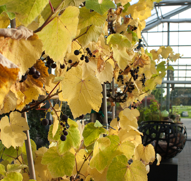 Apfeltage Garten von Ehren Gartenmessen