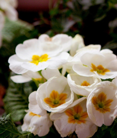 Verschoben, neuer Termin wird noch bekannt gegeben - Garten Frühling Lebensart Gießen