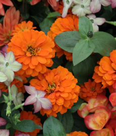 Flohmarkt der Gärten