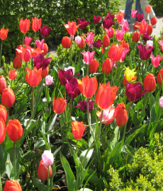 Blumen- & Gartenmarkt Recklinghausen 2016