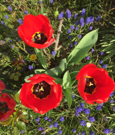 Etelser Schlossgartenfest