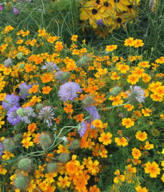 Rotenburger Frühling