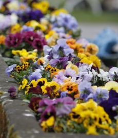 Blumen- und Gartenmarkt Essen-Steele 