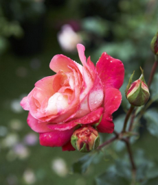 Rosen-, Kunst- und Gartentage
