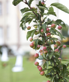 10. Buckower Gartentag