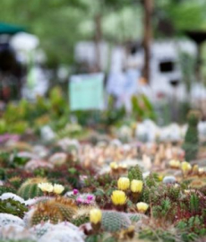 Herbstflohmarkt Gut Wahnbek