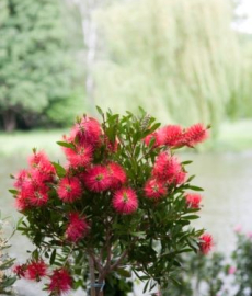 Frühling im Park - Schloss Rheda