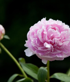 Gartenmarkt Blumenlust und Frühlingsduft Hamm 