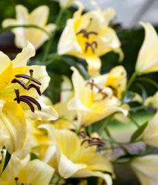 Dresdener Ostern