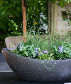 Interkoi mit Bonsai-Show 2015