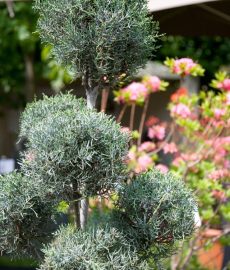 Frühlings Gartenzauber Gut Bissenbrook