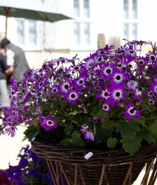 Frühlingserwachen auf Schloss Hardenberg 2015