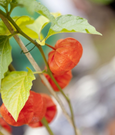 Herbst-Pflanzenmarkt im Hessenpark