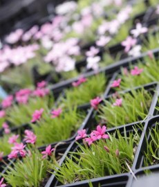 Rosen- und Gartenfestival Marktredwitz