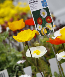 Frühjahrsmesse Garten & Ambiente Bodensee IBO