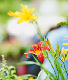 Sächsische Landesgartenschau 