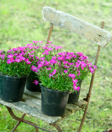 13. Blumen- und Pflanzenbörse