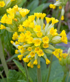 Gartenträume Luxemburg 