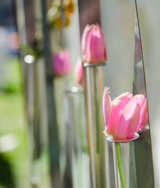 Tulpenfest Magdeburg