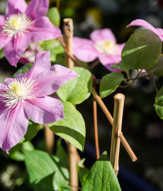 Haus, Garten, Wohnen und Genuss