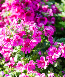 Haus und Garten 2015