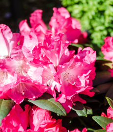 Frühjahrsmarkt Gut Basthorst