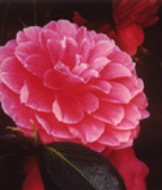 XII. Deutsche Kamelienblütenschau