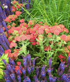 Frühlingsfest Staudengärtnerei Zeppelin