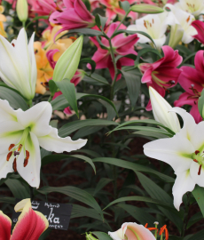 Landpartie Schloss Lembeck