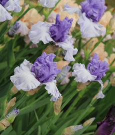 Das fürstliche Gartenfest - Schloss Fasanerie