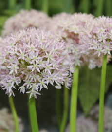 Gartenträume Luxemburg